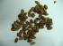 fazole  DMT 25_6_2011.jpg