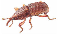 Pilous černý