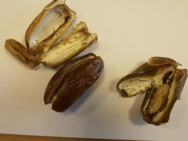Tunisian Dates_Tesco_05.JPG