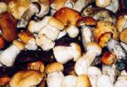 mushroom_in.jpg 