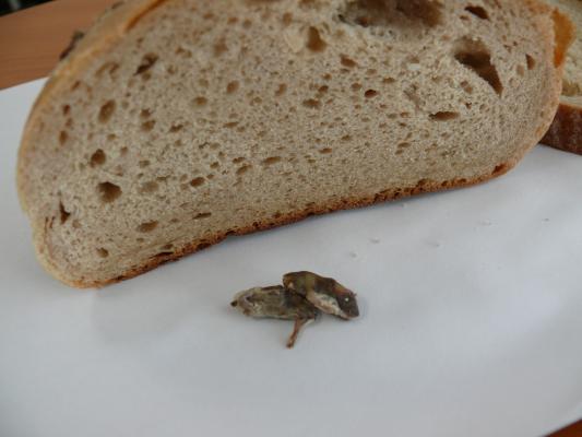 mouse_bread3.jpg