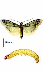 insect1.jpg