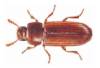 insect3.jpg