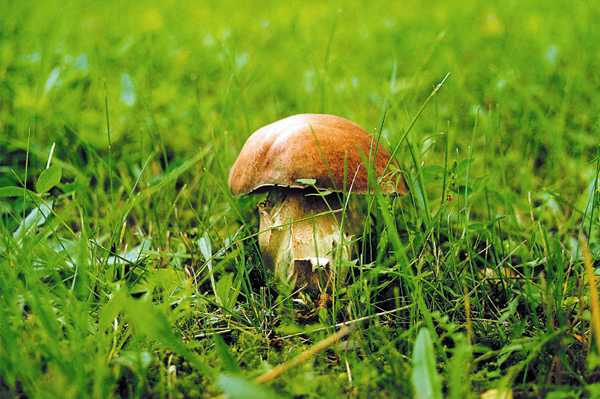 mushroom1.jpg