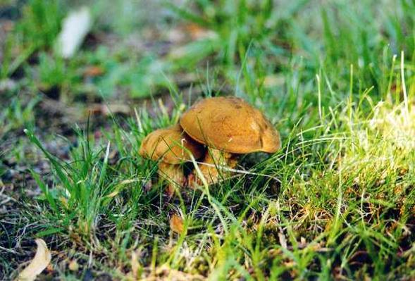mushroom2.jpg