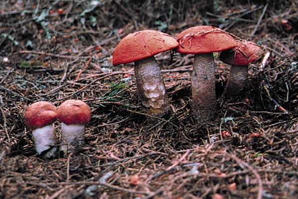 mushroom3.jpg