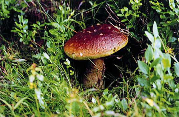 mushroom4.jpg