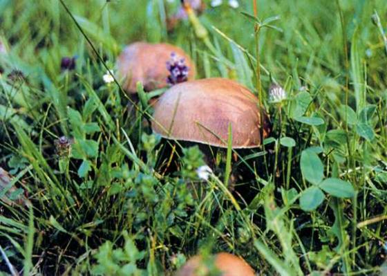 mushroom5.jpg