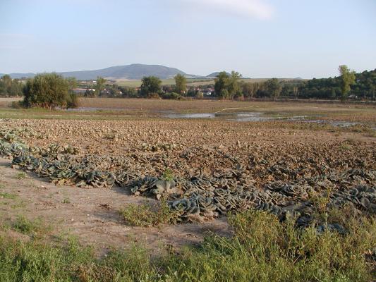 This private piece of land with cabbage was 10 days under floodwater