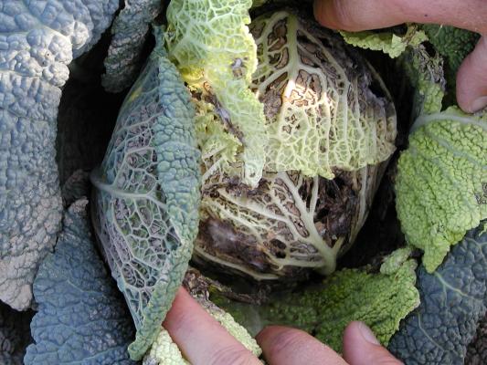 This head of cabbage looks freshly at the first glance but it is destroyed by rot inside