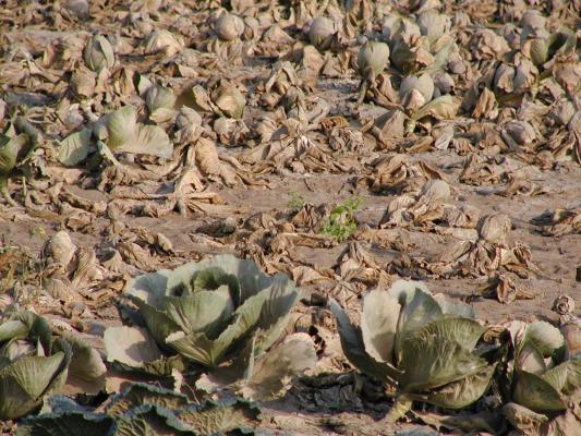 Only one solution is plough under all destroyed plant