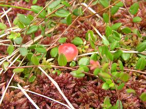 Oxycoccus palustris (fen-berry)