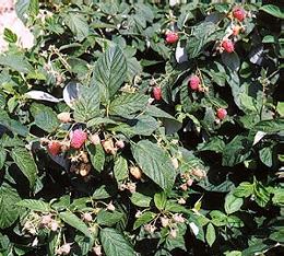 Raspberry