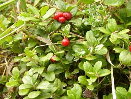 Vaccinium vitisidaea (Cranberry)