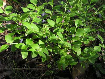 Vaccinium myrtillus (blueberry)