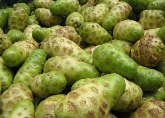 Plody rostliny Morinda citrifolia, které se využívají k výrobě tahitské šťávy noni. 