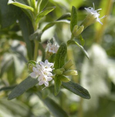 Květy rostliny Stevia rebaudiana