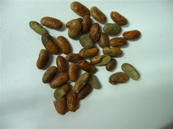 Fazole 24-6-2011.jpg