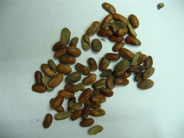 fazole  DMT 25_6_2011.jpg